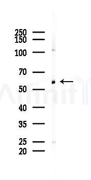 NELF-A Antibody - Western blot analysis of lysates from 293 cells(LPS 4h treatment), using NELF-A Antibody at 1/1000 dilution.