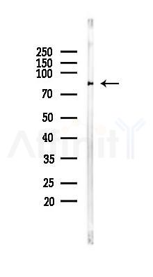 SLC26A4 Antibody - Western blot analysis of lysates from Rat brain, using SLC26A4 Antibody at 1/1000 dilution.