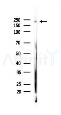 Plexin A4 Antibody - Western blot analysis of lysates from RAW264.