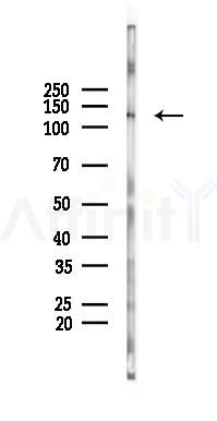Sulfatase 2 Antibody - Western blot analysis of lysates from Mouse brain, using Sulfatase 2 Antibody at 1/1000 dilution.