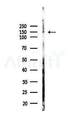 Sulfatase 1 Antibody - Western blot analysis of lysates from Rat testis, using Sulfatase 1 Antibody at 1/1000 dilution.