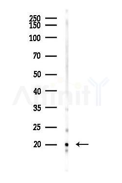 AIMP3/p18 Antibody - Western blot analysis of lysates from Mouse muscle, using AIMP3/p18 Antibody at 1/1000 dilution.