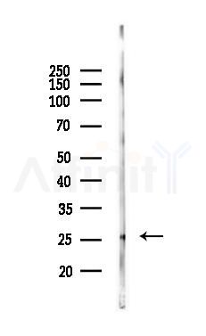 CTRP3 Antibody - Western blot analysis of lysates from Rat testis, using CTRP3 Antibody at 1/1000 dilution.