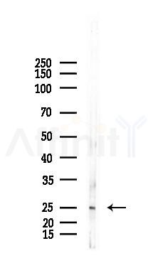 DERL2 Antibody - Western blot analysis of lysates from Mouse lung, using DERL2 Antibody at 1/1000 dilution.