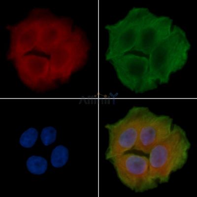 OLFM3 Antibody - DF15761 staining Hela cells(45min of heat-shock treatment) by IF/ICC.