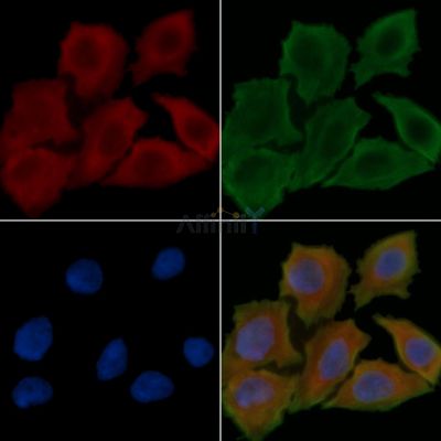 VSIG8 Antibody - DF15875 staining Hela cells(30min of UV treatment) by IF/ICC.