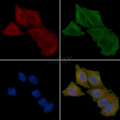 HAUS8 Antibody - DF16079 staining Hela cells(45min of heat-shock treatment) by IF/ICC.