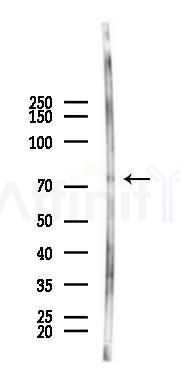 NBPF4 Antibody - Western blot analysis of lysates from Mouse lung, using NBPF4 Antibody at 1/1000 dilution.