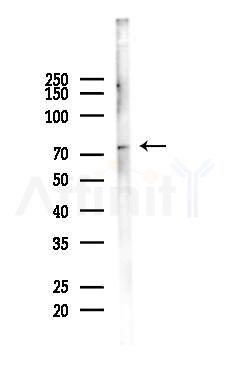 ELL2 Antibody - Western blot analysis of lysates from K562 cells(heat-shock 45min treatment), using ELL2 Antibody at 1/1000 dilution.