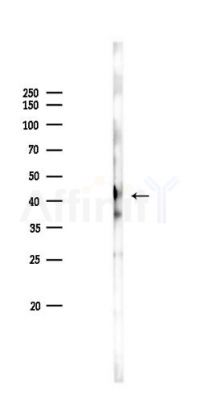 CYLC2 Antibody - Western blot analysis of lysates from Rat brain, using CYLC2 Antibody at 1/1000 dilution.