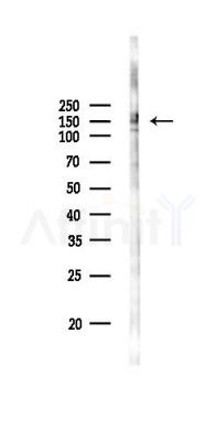 JIP4 Antibody - Western blot analysis of lysates from RAW264.