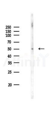TAF7L Antibody - Western blot analysis of lysates from RAW264.