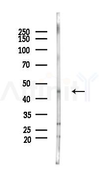 KLF12 Antibody - Western blot analysis of lysates from Mouse liver, using KLF12 Antibody at 1/1000 dilution.