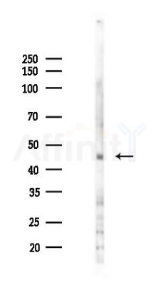 SP5/8/9 Antibody - Western blot analysis of lysates from PC12 cells(heat-shock 45min treatment), using SP5/8/9 Antibody at 1/1000 dilution.