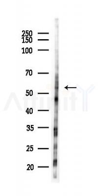 CLK3 Antibody - Western blot analysis of lysates from PC12 cells(starvation 24h treatment), using CLK3 Antibody at 1/1000 dilution.