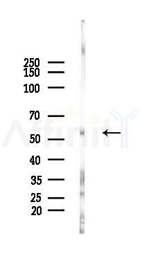 SRMS Antibody - Western blot analysis of lysates from Rat testis, using SRMS Antibody at 1/1000 dilution.
