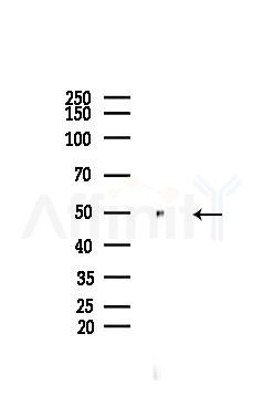 VRK2 Antibody - Western blot analysis of lysates from Rat testis, using VRK2 Antibody at 1/1000 dilution.