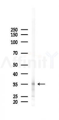 OR52Z1P Antibody - Western blot analysis of lysates from Hela cells(heat-shock 45min treatment), using OR52Z1P Antibody at 1/1000 dilution.