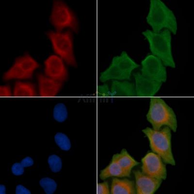 GPR12 Antibody - DF2721 staining Hela cells(45min of heat-shock treatment) by IF/ICC.
