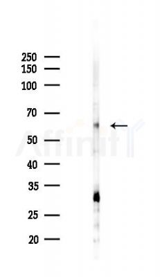 GPR148 Antibody - Western blot analysis of lysates from PC12 cells(heat-shock 45min treatment), using GPR148 Antibody at 1/1000 dilution.
