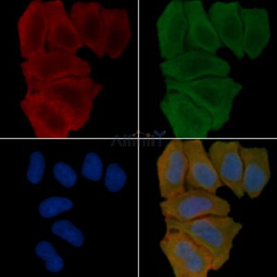 F4/80 Antibody - DF2789 staining Hela cells(45min of heat-shock treatment) by IF/ICC.