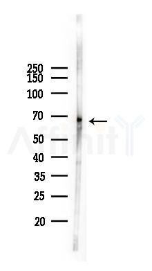 FZD10 Antibody - Western blot analysis of lysates from Mouse lung, using FZD10 Antibody at 1/1000 dilution.