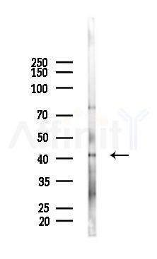 GNRHR2 Antibody - Western blot analysis of lysates from K562 cells(heat-shock 45min treatment), using GNRHR2 Antibody at 1/1000 dilution.