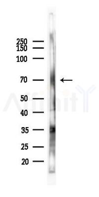 GPR162 Antibody - Western blot analysis of lysates from Hela cells(heat-shock 45min treatment), using GPR162 Antibody at 1/1000 dilution.