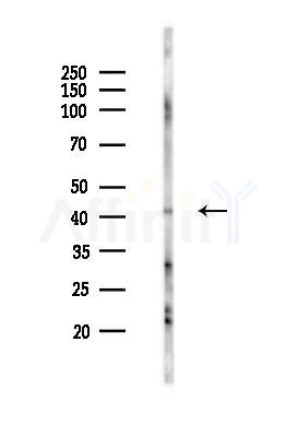 NPSR1 Antibody - Western blot analysis of lysates from Mouse brain, using NPSR1 Antibody at 1/1000 dilution.