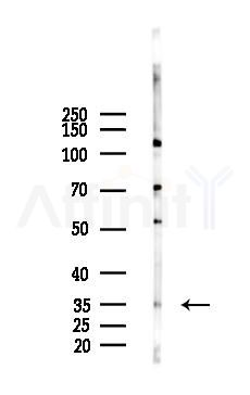 OR1J4 Antibody - Western blot analysis of lysates from Rat testis, using OR1J4 Antibody at 1/1000 dilution.
