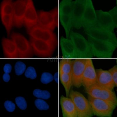 Lrp2 / Megalin Antibody - DF2936 staining Hela cells(45min of heat-shock treatment) by IF/ICC.