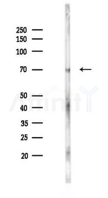PHF1 Antibody - Western blot analysis of lysates from Rat brain, using PHF1 Antibody at 1/1000 dilution.