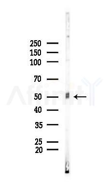 LMX1B Antibody - Western blot analysis of lysates from Mouse brain, using LMX1B Antibody at 1/1000 dilution.