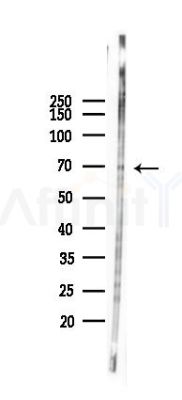 TFE3 Antibody - Western blot analysis of lysates from 293 cells(LPS 4h treatment), using TFE3 Antibody at 1/1000 dilution.
