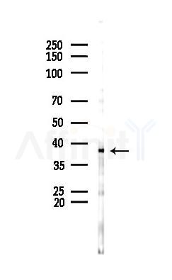 HOXA1 Antibody - Western blot analysis of lysates from RAW264.