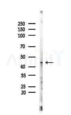 CDK10 Antibody - Western blot analysis of lysates from Rat lung, using CDK10 Antibody at 1/1000 dilution.