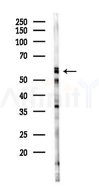 TAF1A Antibody - Western blot analysis of lysates from Mouse brain, using TAF1A Antibody at 1/1000 dilution.