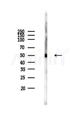 SERINC2 Antibody - Western blot analysis of lysates from Mouse testis, using SERINC2 Antibody at 1/1000 dilution.