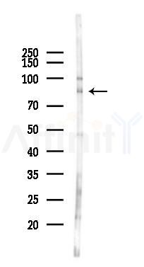 SEMA4A Antibody - Western blot analysis of lysates from 293 cells(LPS 4h treatment), using SEMA4A Antibody at 1/1000 dilution.