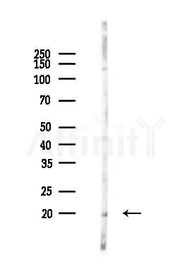 DUSP22 Antibody - Western blot analysis of lysates from PC12 cells(heat-shock 45min treatment), using DUSP22 Antibody at 1/1000 dilution.