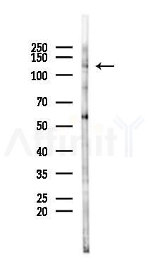 EXO1 Antibody - Western blot analysis of lysates from 293 cells(LPS 4h treatment), using EXO1 Antibody at 1/1000 dilution.