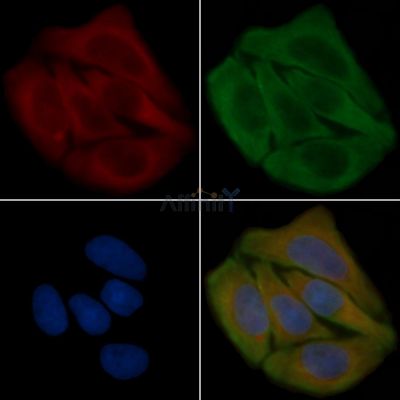 MRPL40 Antibody - DF3669 staining Hela cells(45min of heat-shock treatment) by IF/ICC.