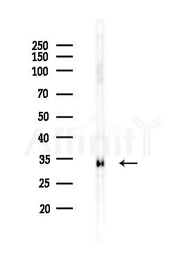 MRPL44 Antibody - Western blot analysis of lysates from Rat kidney, using MRPL44 Antibody at 1/1000 dilution.