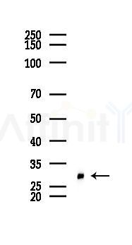 MRPL47 Antibody - Western blot analysis of lysates from Mouse lung, using MRPL47 Antibody at 1/1000 dilution.