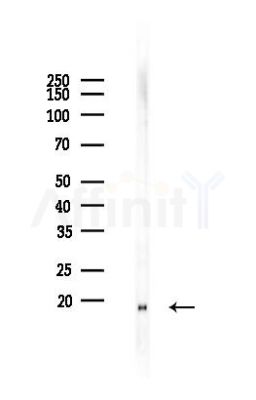 RPS27L Antibody - Western blot analysis of lysates from PC12 cells(heat-shock 45min treatment), using RPS27L Antibody at 1/1000 dilution.