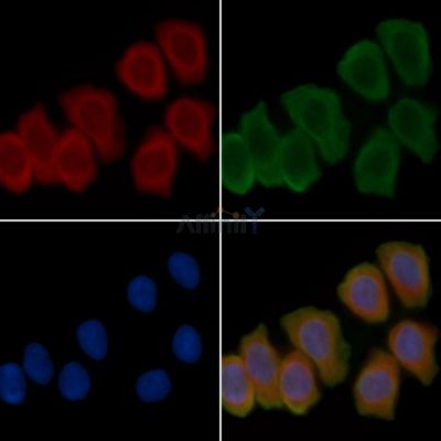 MFNG Antibody - DF3837 staining Hela cells(45min of heat-shock treatment) by IF/ICC.