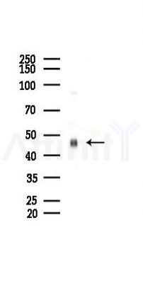 CA14 Antibody - Western blot analysis of lysates from B16F10-LUC cells(LPS 4h treatment), using CA14 Antibody at 1/1000 dilution.