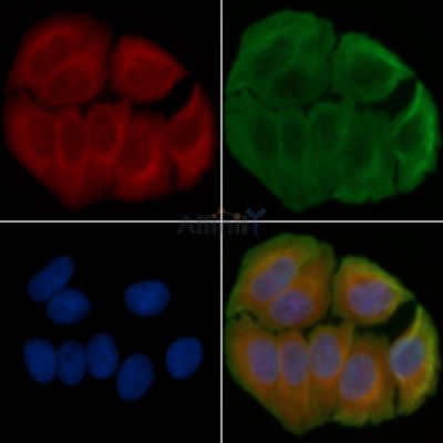 CEACAM21 Antibody - DF3903 staining Hela cells(45min of heat-shock treatment) by IF/ICC.