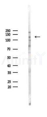 POLD1 Antibody - Western blot analysis of lysates from 293 cells(LPS 4h treatment), using POLD1 Antibody at 1/1000 dilution.