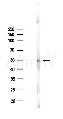 CD3EAP Antibody - Western blot analysis of lysates from RAW264.